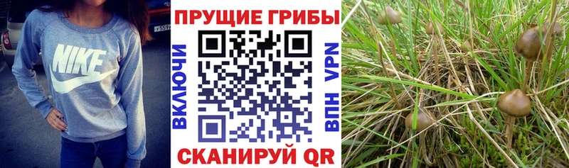 Псилоцибиновые грибы Psilocybine cubensis  Балашиха 