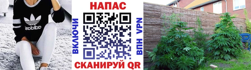 Бошки Шишки ГИДРОПОН  Балашиха 